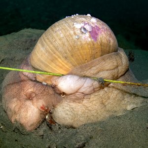 Topaz Deep DSC_8970.jpg