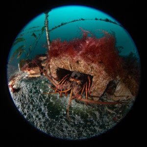 Topaz Deep DSC_8991.jpg