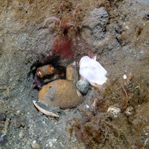 Topaz Deep DSC_8994.jpg