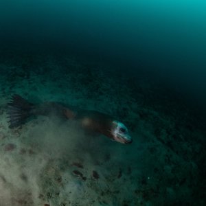 Topaz Deep DSC_9004.jpg