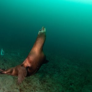 Topaz Deep DSC_9005.jpg