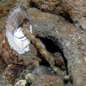 Topaz Deep DSC_9016.jpg