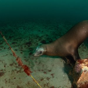 Topaz Deep DSC_9026.jpg