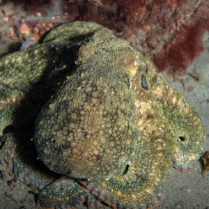 Topaz Deep DSC_9031.jpg