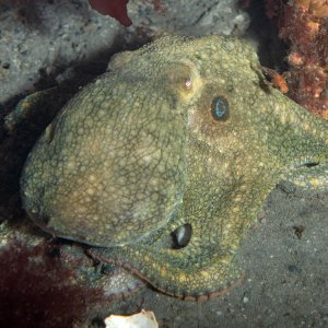 Topaz Deep DSC_9032.jpg