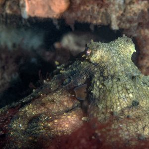 Topaz Deep DSC_9035.jpg