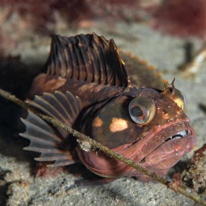 Topaz Deep DSC_9036.jpg