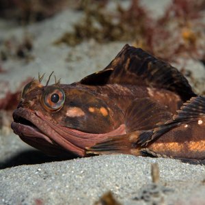 Topaz Deep DSC_9042.jpg