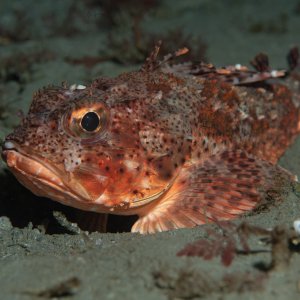 Topaz Deep DSC_9045.jpg