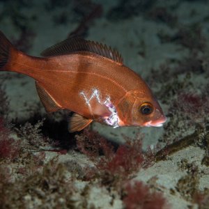 Topaz Deep DSC_9046.jpg