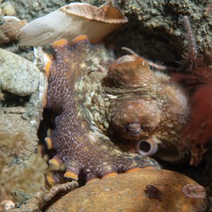 Topaz Deep DSC_9048.jpg