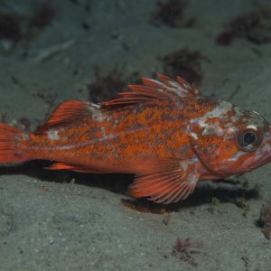 Topaz Deep DSC_9051.jpg