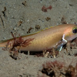 Topaz Deep DSC_9053.jpg