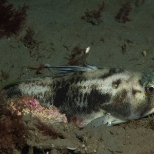 Topaz Deep DSC_9065.jpg