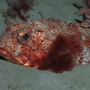 Topaz Deep DSC_9069.jpg