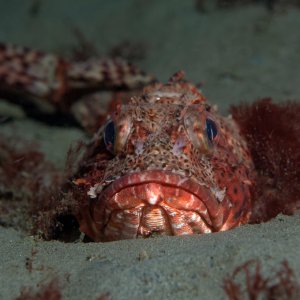 Topaz Deep DSC_9070.jpg