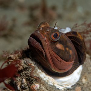 Topaz Deep DSC_9073.jpg