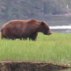 Media 'Grizzly Bear in Khutze Inlet estuary (Great Bear Rainforest)' in album 'C-Dory 22'