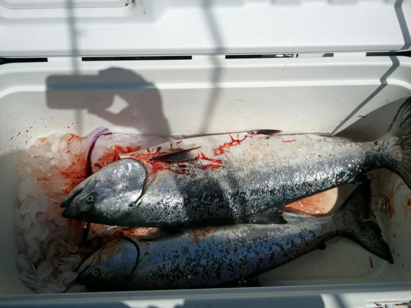 04-07-12 salmon