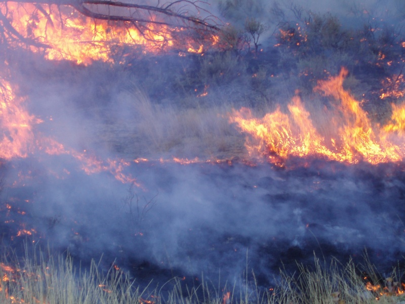 100 acre burn off to create grassy range land