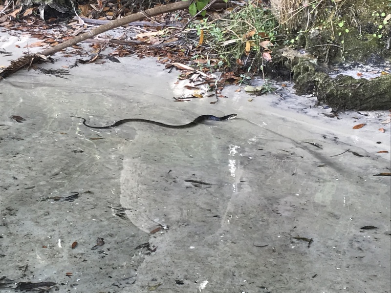 116WaterSnake