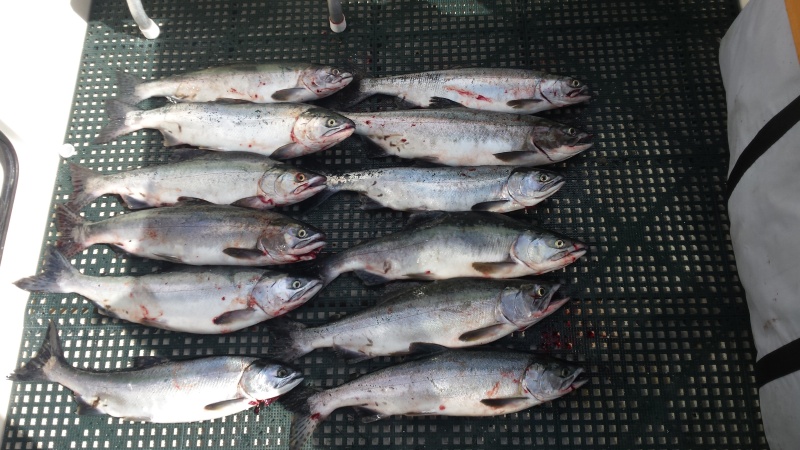 12 Pink Salmon - Humpy Hollow August 2015