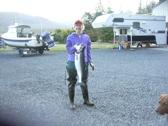 14 lb. hatchery coho