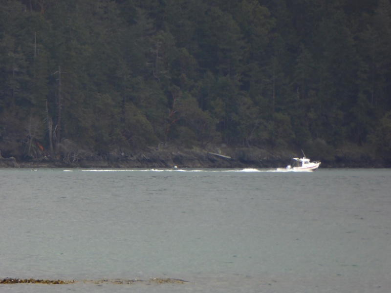 16 Cruiser heading up Harney Channel