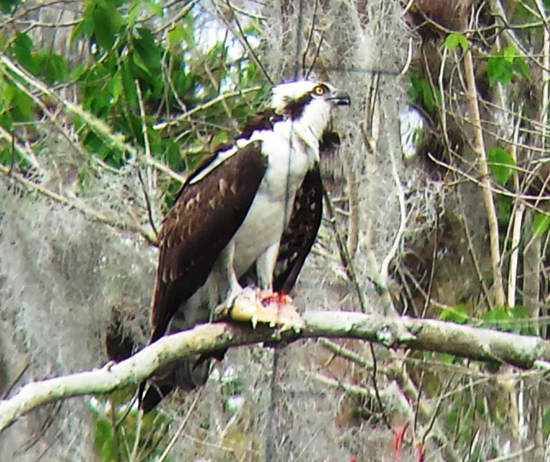 17.) Osprey eating lunch