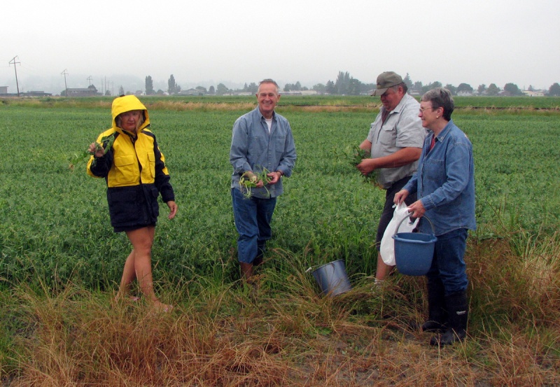 18 July Stanwood, WA
Pea pickin' at Roger's farm
Joan (WILD BLUE)
Joe & Ruth (R-MATEY)
Roger (SENSEI)