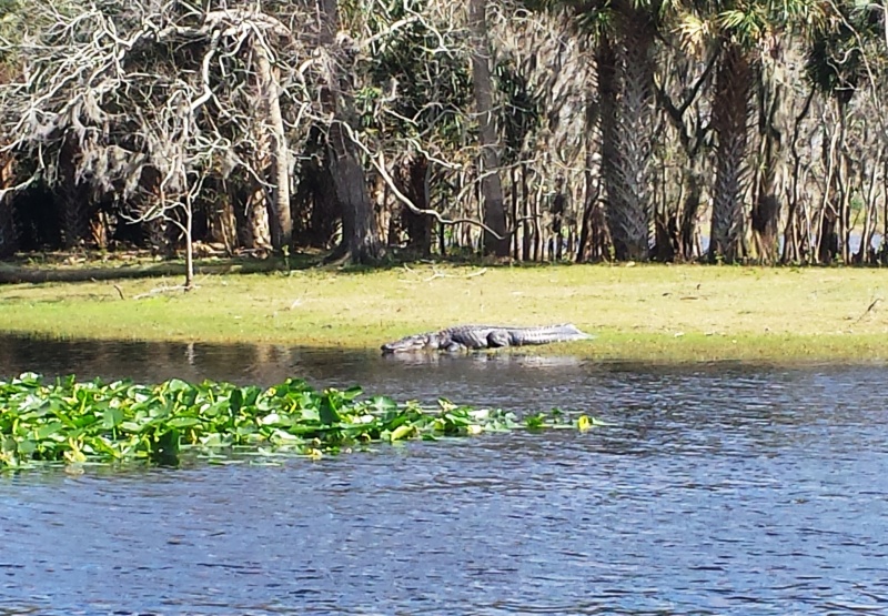 18.) St. Johns River local