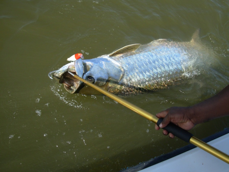 180 lb Tarpon