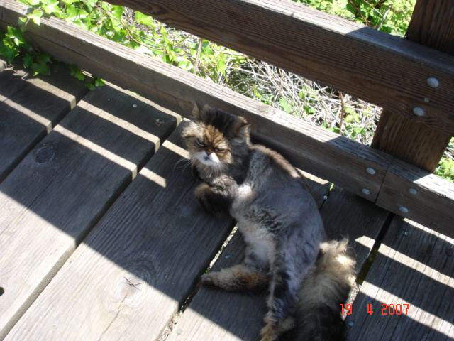 19 June Olga #1 Top CAT
Wasn't sure if he'd been shaved for fleas or had mange. Poor guy, just wanted to be petted - NOT!