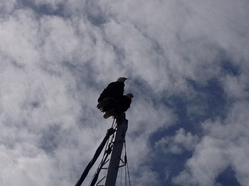2 eagles at Annacortes.  The wind speed no longer worked after this adjustment