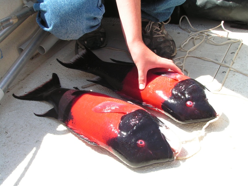 2 nice sheepheads (male) caught off Santa Barbara Island.