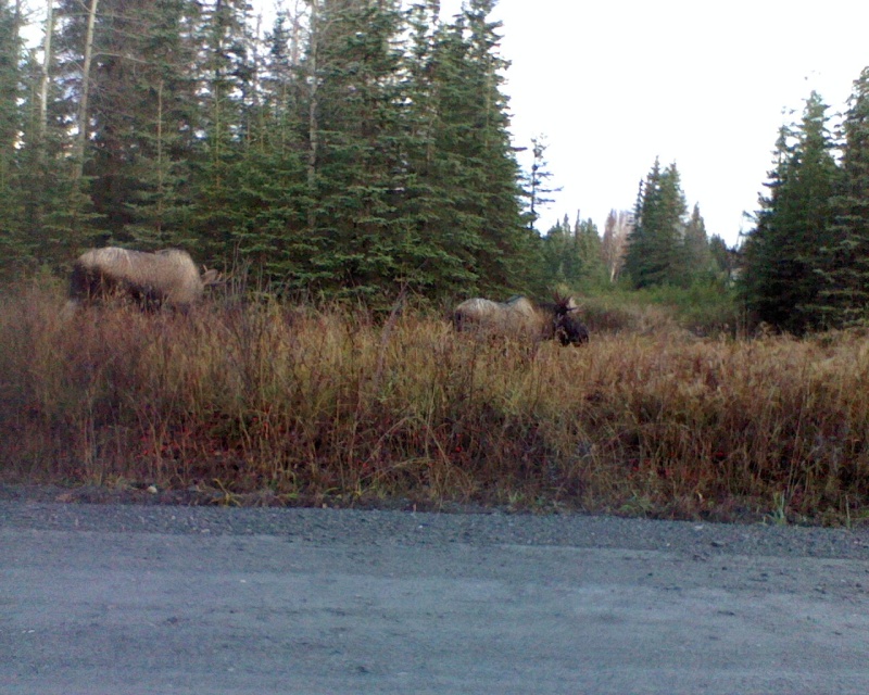 2 Small (sub legal) Bulls