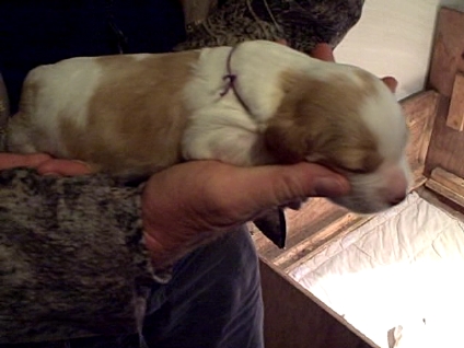 2 weeks Sadie Lady Bird