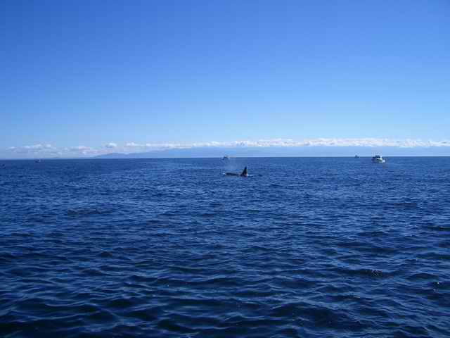 20050717m Killer Whale
