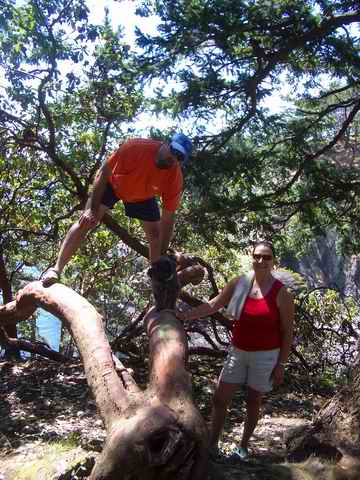20060722 - 29 San Juans w Brother & Sister in law - Neat tree on Matia