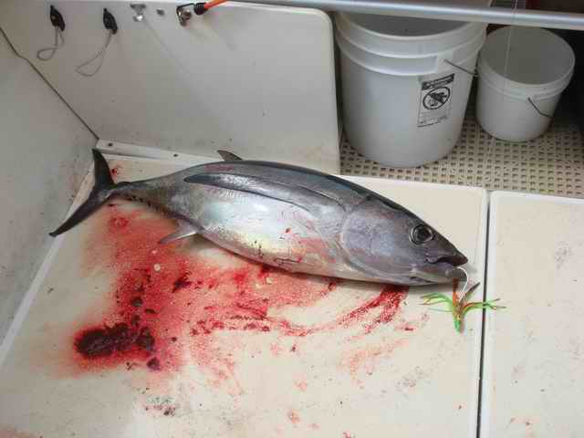 20070714 - 02 Newport First Tuna Fishing Trip - First Tuna