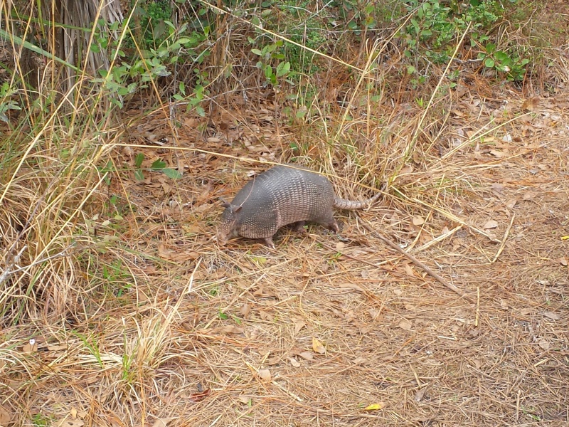 2015-02-26 armadillo at Hontoon