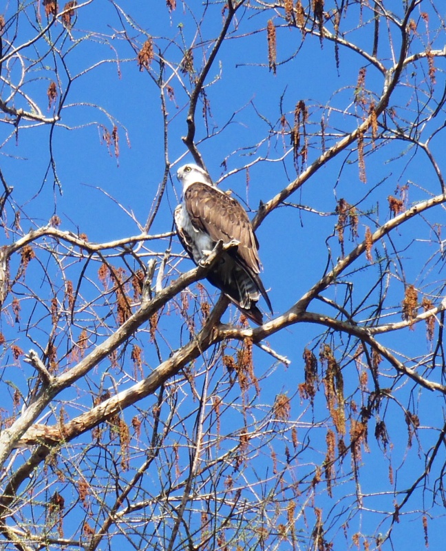 2015-03-04 osprey