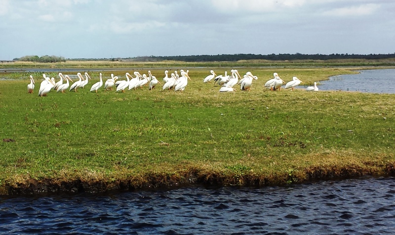 21.) White Pelicans on the Econlockhatchee River
