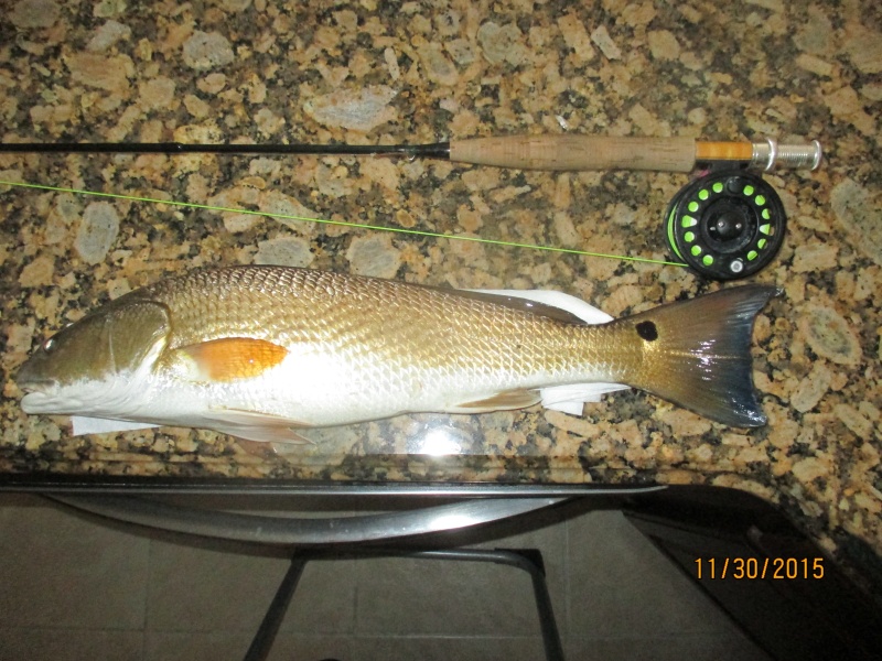 22 inch Redfish