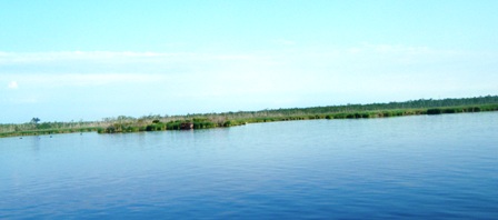 22MAY10-Shoreline on Alligator-Pungo River Canal