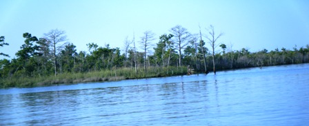 23MAY10-Shoreline on Alligator-Pungo River Canal