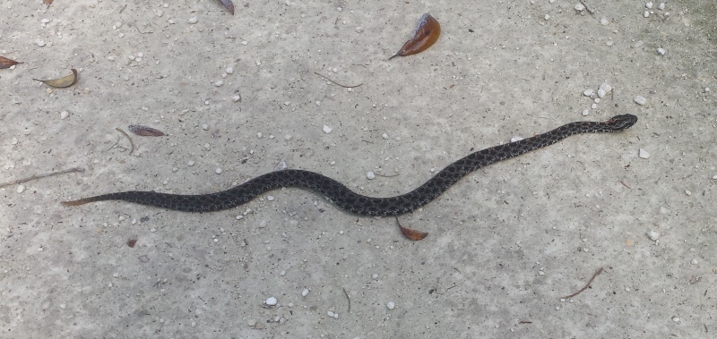 3.) Pygmy Rattlesnake at Hontoon