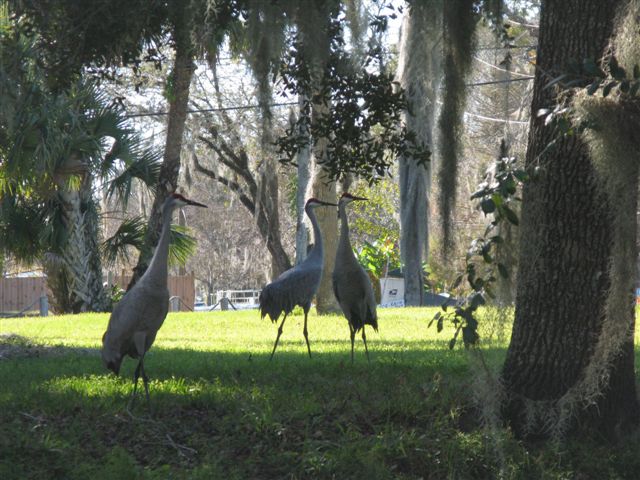 3 Sandhill Cranes