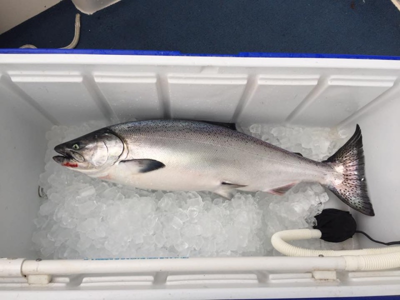30\" King Salmon caught off Port Washington