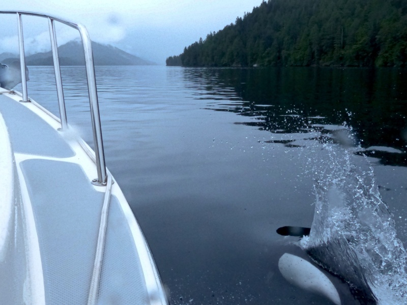 32 Dolphins follwing the boat